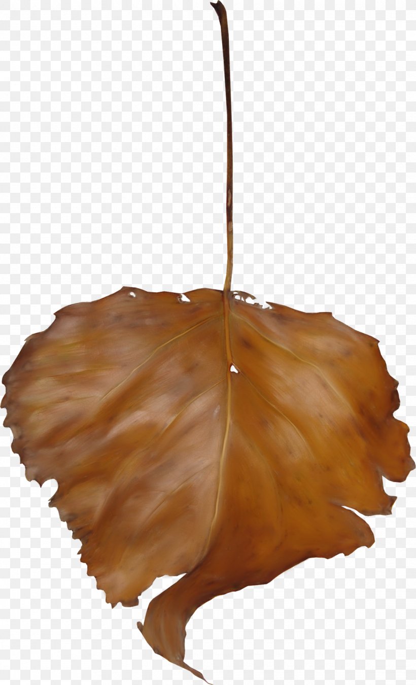 Leaf Photography Branch Clip Art, PNG, 1140x1877px, Leaf, Branch, Brown, Color, Conifer Cone Download Free
