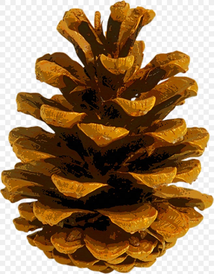 Coulter Pine Conifer Cone Autumn Leaf Color Fir, PNG, 998x1280px, Coulter Pine, Autumn, Autumn Leaf Color, Color, Cone Download Free