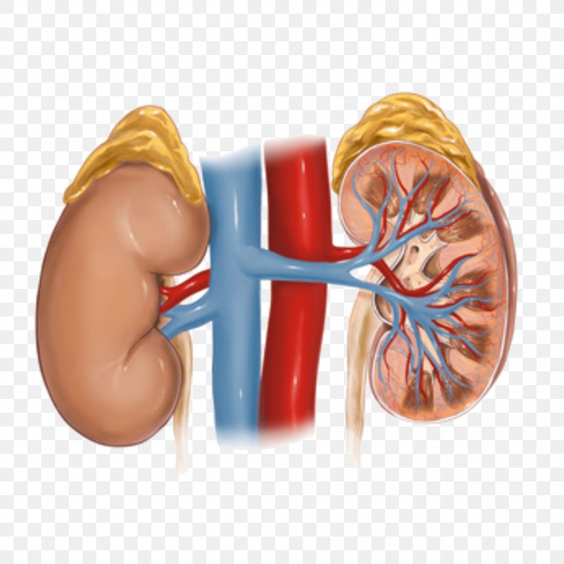 Hypertensive Kidney Disease Adrenal Gland, PNG, 963x963px, Watercolor, Cartoon, Flower, Frame, Heart Download Free