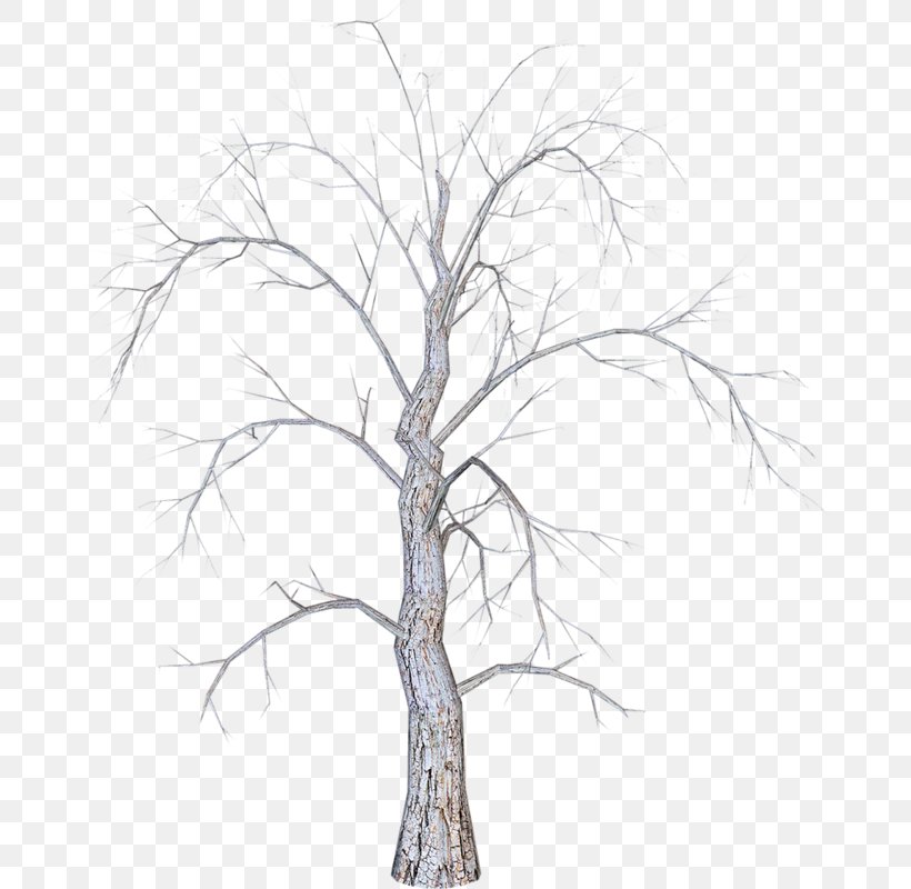 Tree Branch Clip Art, PNG, 682x800px, Tree, Branch, Diagram, Drawing, Flowering Plant Download Free