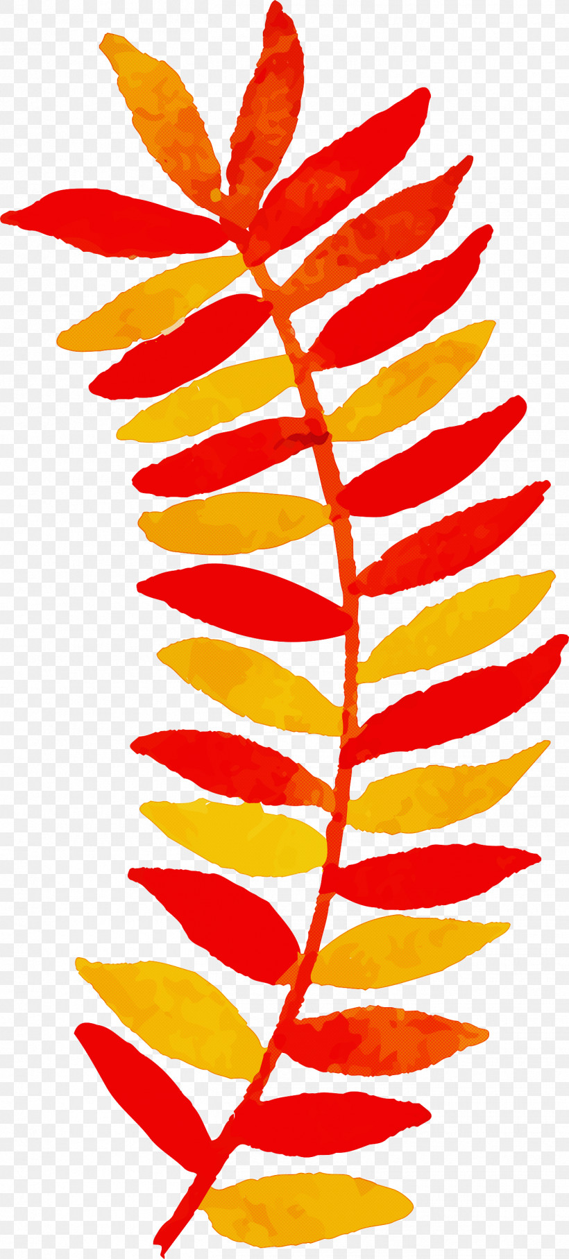 Autumn Leaf Colorful Leaf, PNG, 1355x3000px, Autumn Leaf, Biology, Colorful Leaf, Flora, Flower Download Free