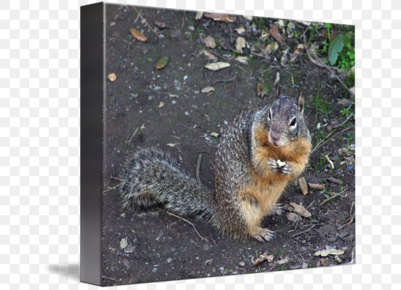 Fox Squirrel Fauna Wildlife, PNG, 650x593px, Fox Squirrel, Fauna, Mammal, Rodent, Squirrel Download Free