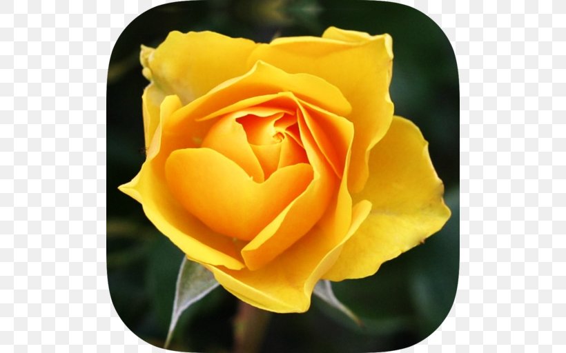 Garden Roses Flower Garden, PNG, 512x512px, Rose, Austrian Briar, Close Up, Floribunda, Flower Download Free