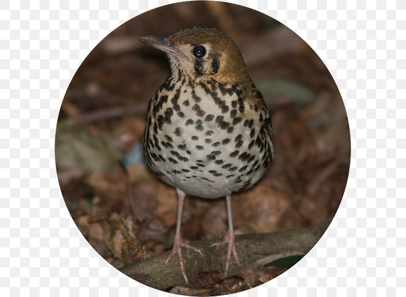 Krantzkloof Nature Reserve Bird Flora Fauna Sparrow, PNG, 599x600px, Krantzkloof Nature Reserve, American Sparrows, Beak, Bird, Bird Of Prey Download Free