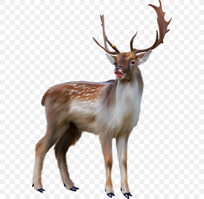Reindeer Red Deer Moose Elk, PNG, 561x800px, Reindeer, Antler, Deer, Elk, Fauna Download Free