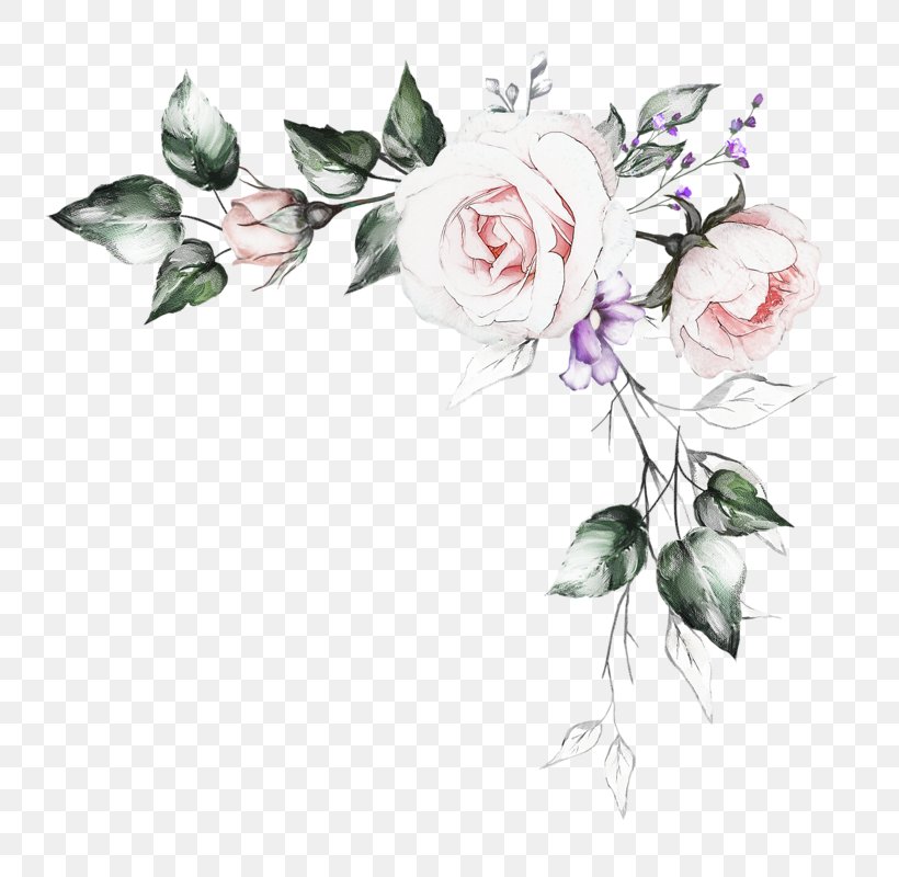 Watercolor Painting Garden Roses Illustration Royalty-free, PNG, 788x800px, Watercolor Painting, Art, Botany, Branch, Cut Flowers Download Free
