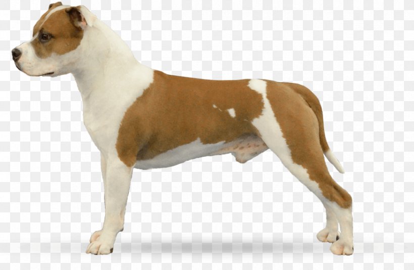 American Staffordshire Terrier American Pit Bull Terrier Old English Terrier Staffordshire Bull Terrier Dog Breed, PNG, 875x570px, American Staffordshire Terrier, American Pit Bull Terrier, Black, Boxer, Breed Download Free