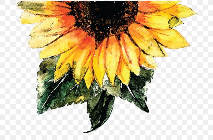 Common Sunflower Watercolor Painting Sunflower Seed, PNG, 710x538px, Flower, Color, Common Sunflower, Daisy Family, Flowering Plant Download Free