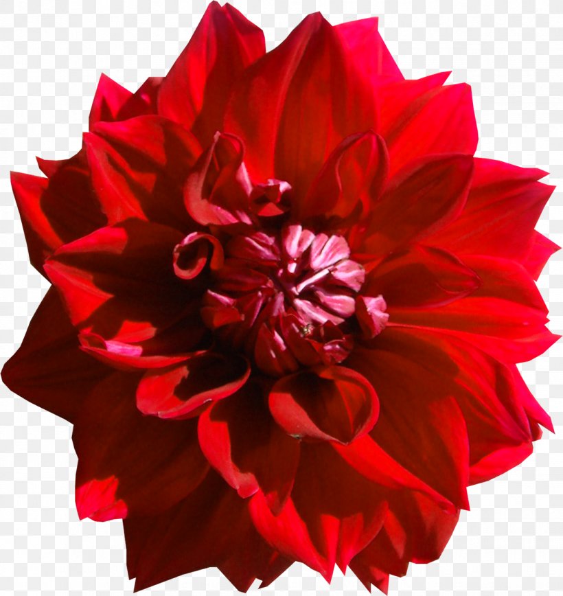 Dahlia Flower Red Clip Art, PNG, 1133x1200px, Dahlia, Carnation, Cut Flowers, Flower, Flowering Plant Download Free