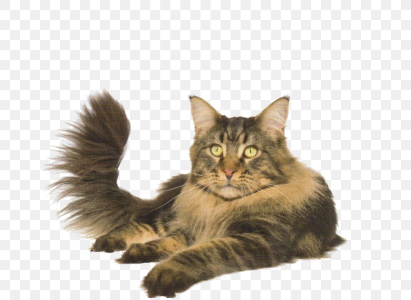 Maine Coon Norwegian Forest Cat Asian Semi-longhair Whiskers Domestic Long-haired Cat, PNG, 800x600px, Maine Coon, Asian Semi Longhair, Asian Semilonghair, Carnivoran, Cat Download Free