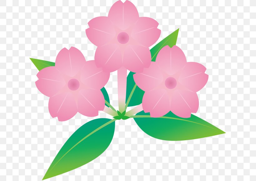 Pink M Flowering Plant RTV Pink, PNG, 631x578px, Pink M, Flora, Flower, Flowering Plant, Herbaceous Plant Download Free