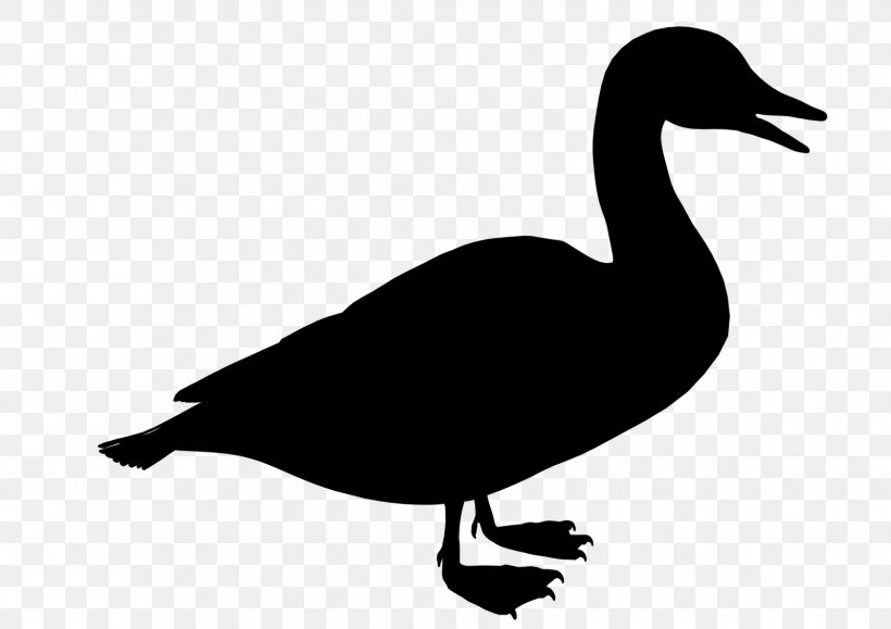 Duck Black & White, PNG, 1600x1131px, Duck, American Black Duck, Beak, Bird, Black White M Download Free