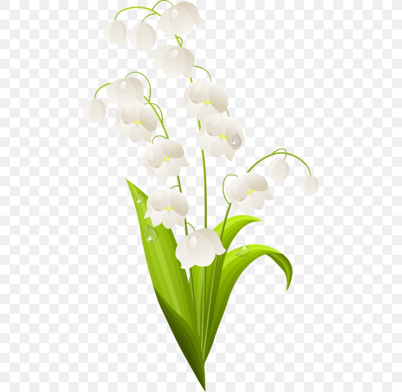 Lily Of The Valley Stock Photography Clip Art, PNG, 481x800px, Lily Of The Valley, Branch, Cut Flowers, Drawing, Flora Download Free