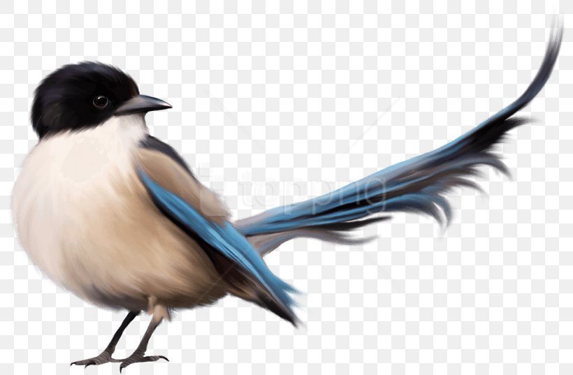 Swallow Bird, PNG, 800x537px, Bird, Beak, Bird Flight, Bluebirds, Carolina Chickadee Download Free