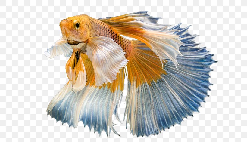 Goldfish Graphic Design, PNG, 650x472px, Goldfish, Color, Feather, Fish, Tail Download Free