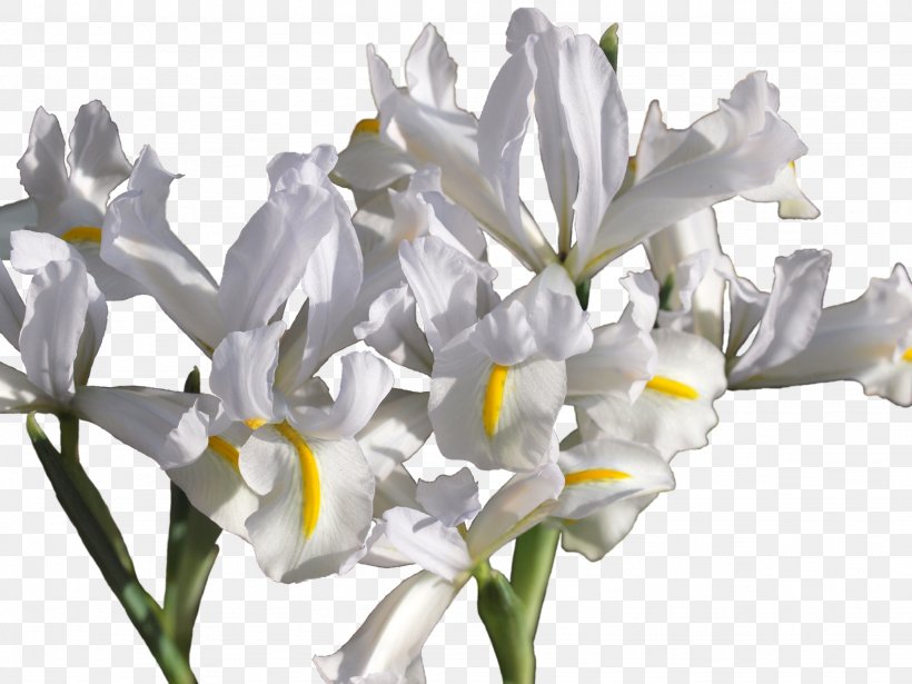 Irises Netted Iris Iris Reticulata Var. Bakeriana Cut Flowers Erge, PNG, 2048x1536px, Irises, Branch, Caucasus, Caucus, Cut Flowers Download Free