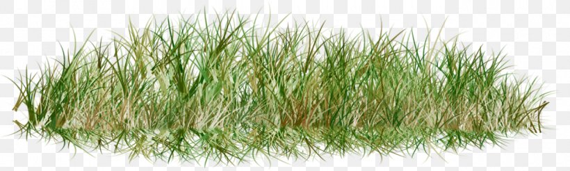 Lawn Clip Art Image Grasses, PNG, 1280x384px, Lawn, Branch, Chrysopogon Zizanioides, Commodity, Drawing Download Free