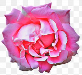 Pink Flowers Clip Art, PNG, 6195x4416px, Flower, Annual Plant, Color