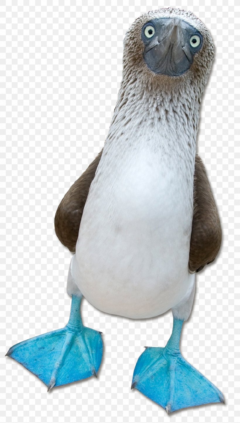 Blue-footed Booby Beak Wiki Fauna, PNG, 857x1508px, Booby, Beak, Bird, Bluefooted Booby, Ecarrier Download Free
