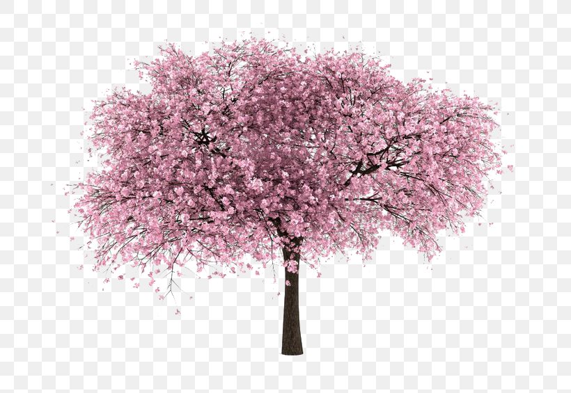 Cherry Tree, PNG, 736x565px, Cherry, Blossom, Branch, Cherry Blossom, Flower Download Free