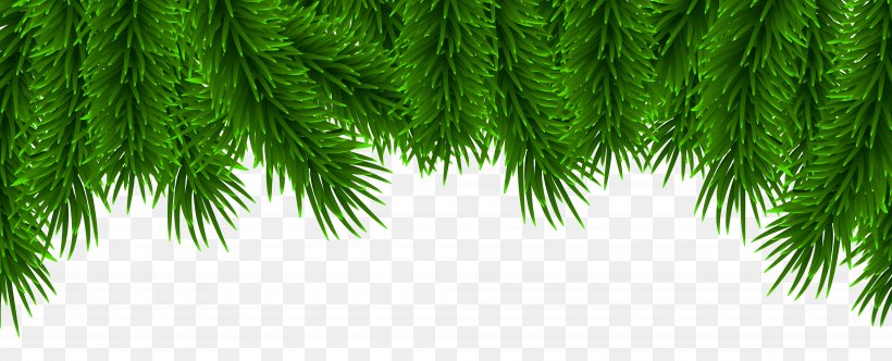 Christmas Pine Clip Art, PNG, 8000x3248px, Pine, Branch, Christmas, Christmas Tree, Conifer Download Free
