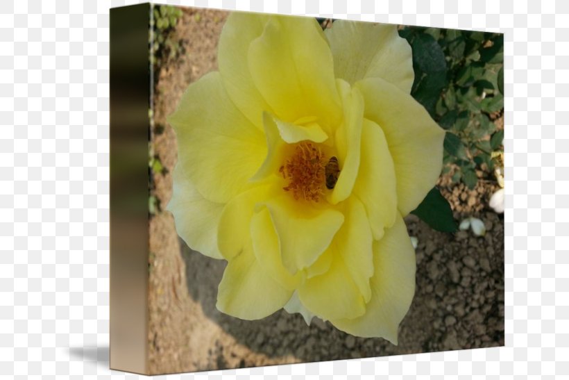Petal, PNG, 650x547px, Petal, Flora, Flower, Flowering Plant, Plant Download Free
