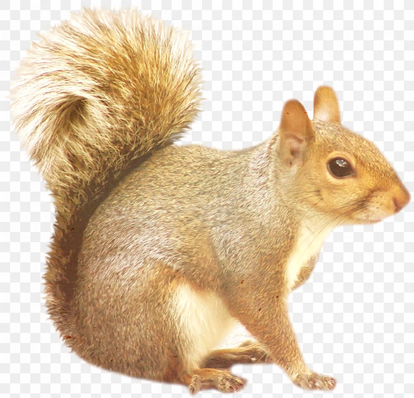 Tree Squirrels Raccoon, PNG, 1000x963px, Chipmunk, California Ground Squirrel, Eastern Gray Squirrel, Fauna, Flying Squirrel Download Free