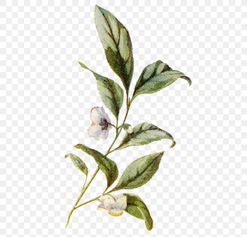 Botanical Illustration Botany Plant, PNG, 488x788px, Botanical Illustration, Botany, Branch, Camellia Sinensis, Drawing Download Free