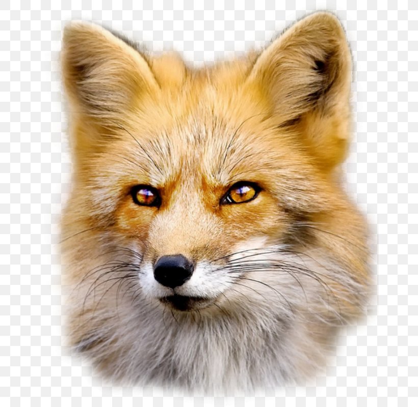 Fox Web Browser Clip Art, PNG, 666x800px, Fox, Carnivoran, Dog Like Mammal, Fauna, Fur Download Free