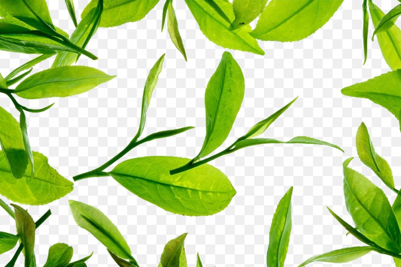 Green Tea, PNG, 1024x683px, Tea, Branch, Grass, Green, Green Tea Download Free
