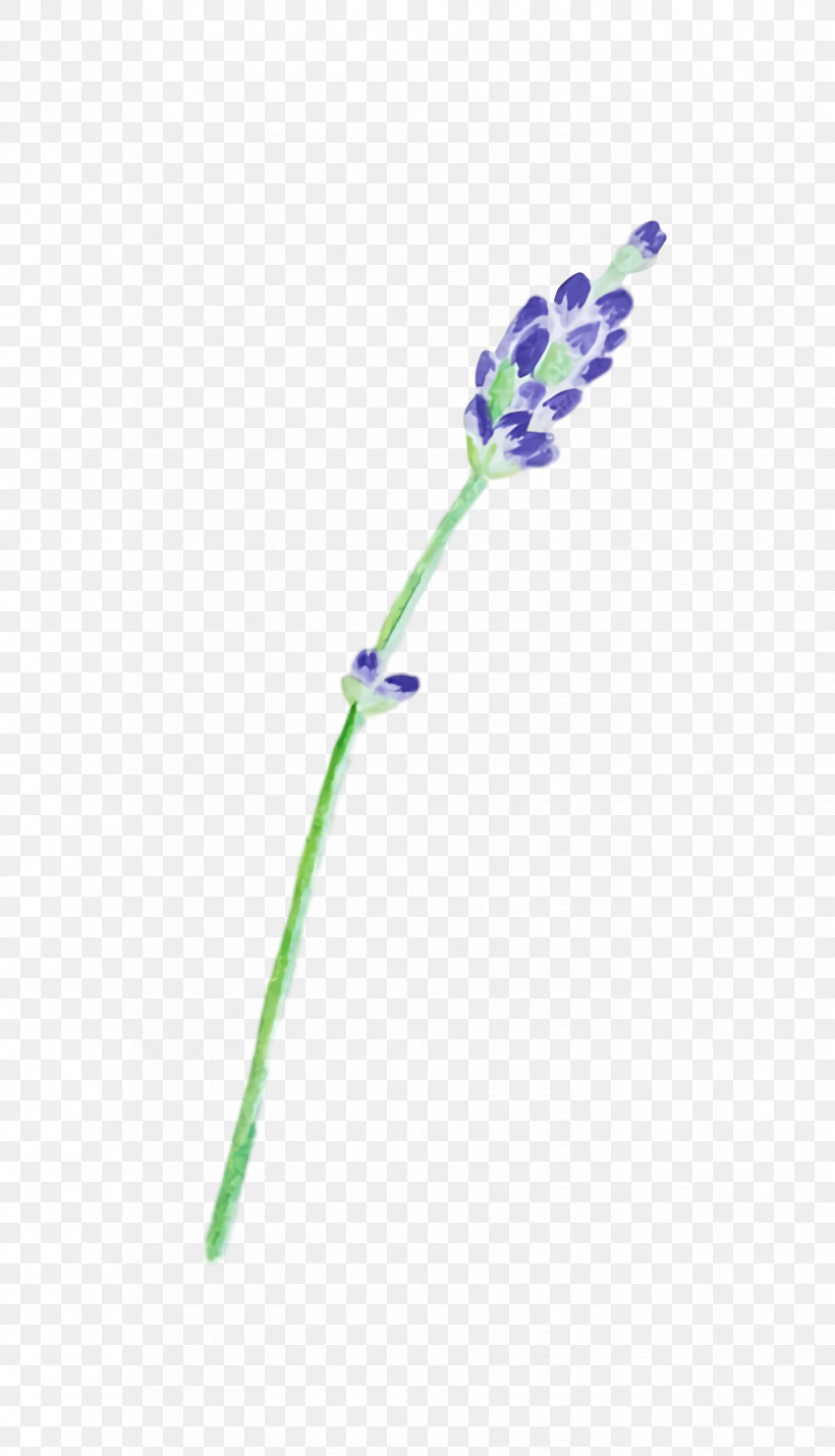 Lavender, PNG, 826x1440px, Plant Stem, Biology, Flower, Lavender, Lilac Download Free
