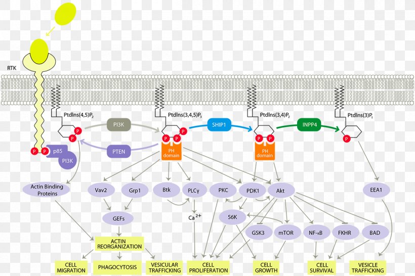 PI3K/AKT/mTOR Pathway Phosphoinositide 3-kinase Cell Signaling Signal Transduction Protein Kinase B, PNG, 1200x800px, Pi3kaktmtor Pathway, Aktpkb Signaling Pathway, Area, Cancer, Cell Download Free