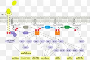 Pathway - PI3K/AKT/mTOR Pathway Phosphoinositide 3-kinase Cell Signaling Signal Transduction Protein Kinase B PNG