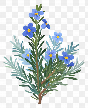 Rosemary Plant - Lovely Blue Flowers Illustration PNG