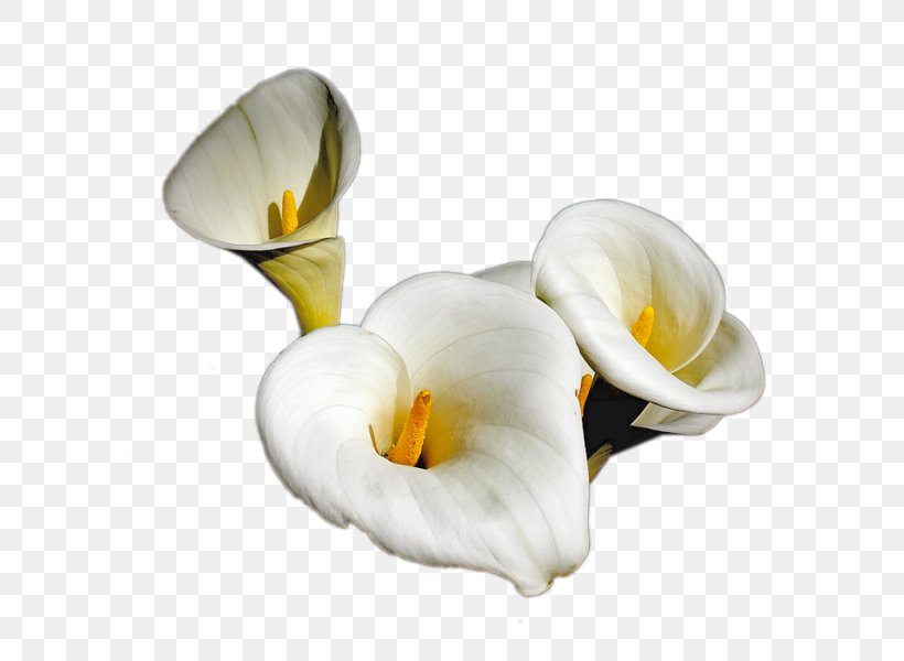 TinyPic Flower Arum-lily, PNG, 600x600px, Tinypic, Alismatales, Arum, Arumlily, Blog Download Free