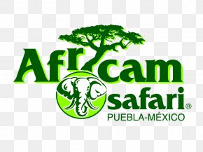 Safari Logo Transparent - Africam Safari Logo Brand Green Font PNG