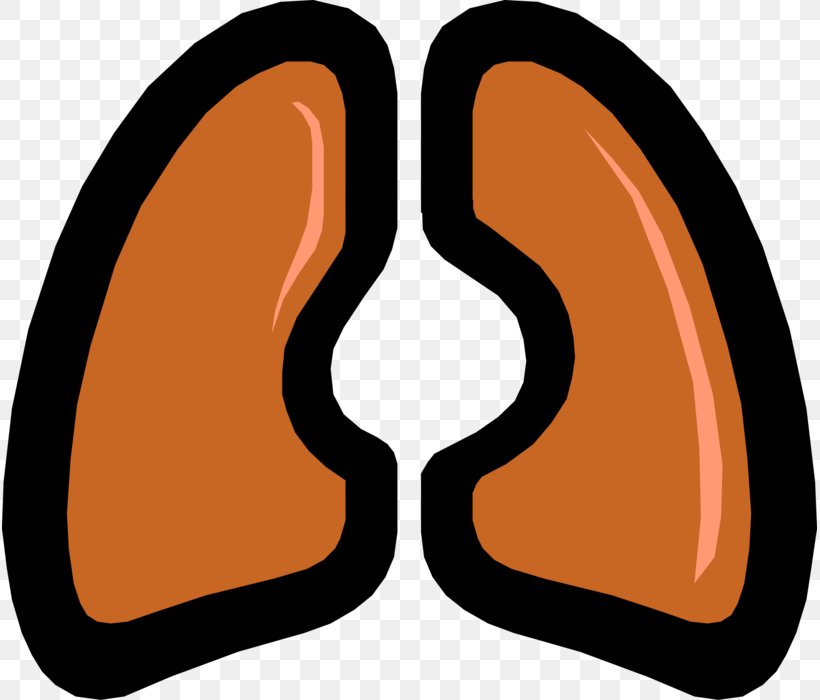 Lung Chronic Obstructive Pulmonary Disease Respiratory Disease Respiratory System Pulmonary Fibrosis, PNG, 815x700px, Lung, Breathing, Disease, Fibrosis, Idiopathic Disease Download Free