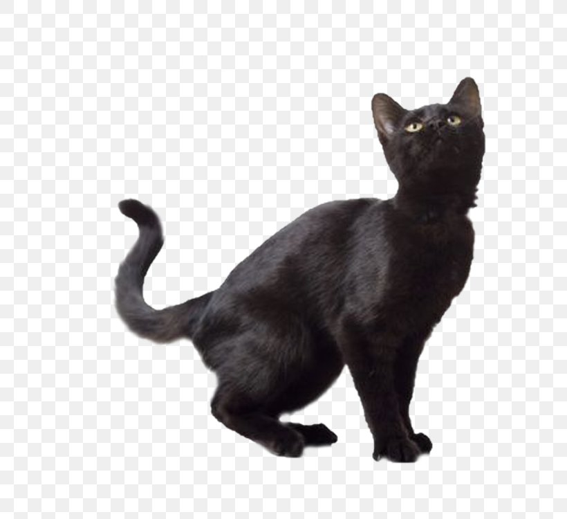 Norwegian Forest Cat Kitten Black Cat, PNG, 750x750px, Norwegian Forest Cat, Asian, Black Cat, Bombay, Burmese Download Free