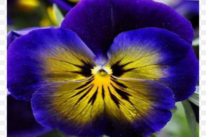 Pansy Violet Seed Petal Balcony, PNG, 900x600px, Pansy, Balcony, Flower, Flowering Plant, Petal Download Free
