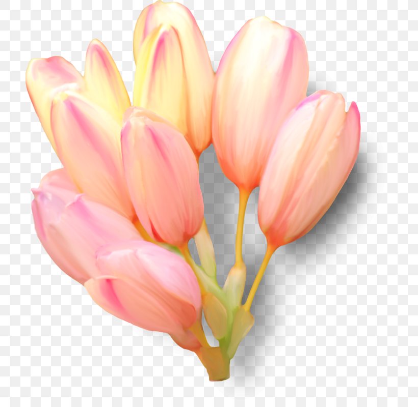 Tulip Clip Art Flower Petal, PNG, 719x800px, Tulip, Blouse, Bud, Cut Flowers, Flower Download Free