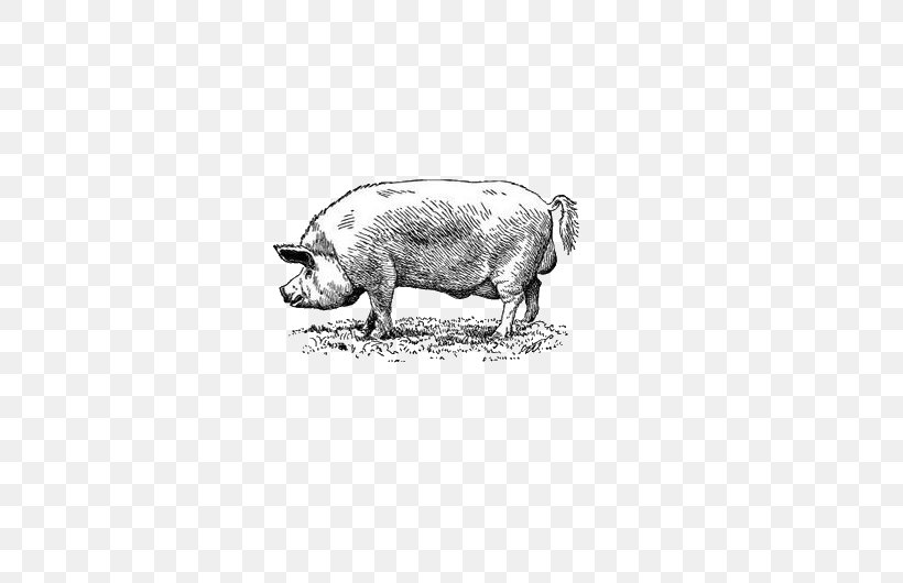 Black Iberian Pig Drawing Euclidean Vector, PNG, 662x530px, Black Iberian Pig, Animal, Black And White, Cattle Like Mammal, Chorizo Download Free