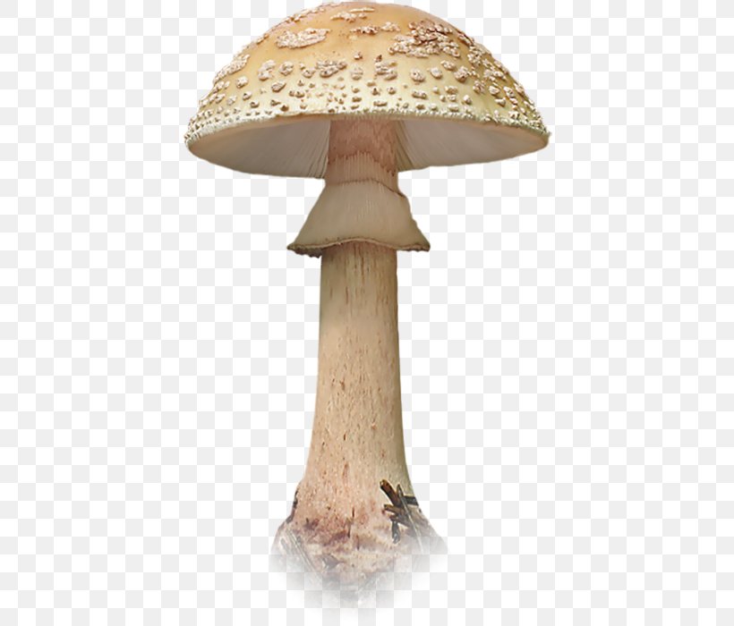Edible Mushroom Fungus Clip Art, PNG, 414x700px, Edible Mushroom, Common Mushroom, Fungus, Lilac, Mushroom Download Free