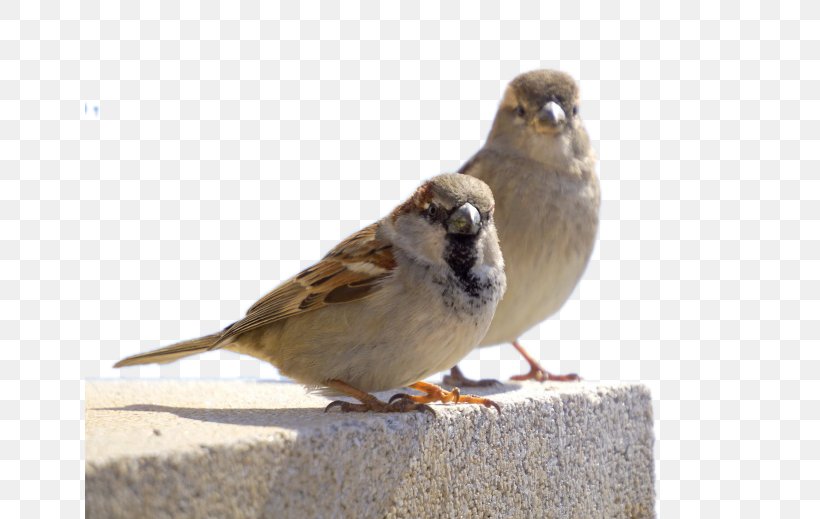 House Sparrow Bird Owl Finch, PNG, 650x519px, Sparrow, American Sparrows, Animal, Beak, Bird Download Free