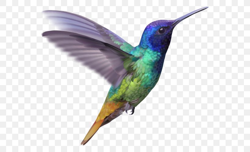 Hummingbird Lucifer Sheartail, PNG, 550x500px, Hummingbird, Beak, Bird, Drawing, Fauna Download Free