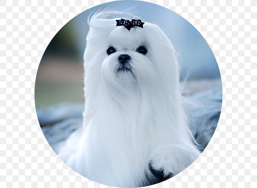 Maltese Dog Havanese Dog Bolonka Bolognese Dog Puppy, PNG, 600x600px, Maltese Dog, Bichon, Bolognese, Bolognese Dog, Bolonka Download Free