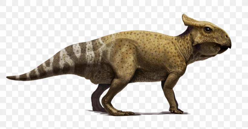 Protoceratops Velociraptor Bagaceratops Dinosaur Paleoart, PNG, 1000x520px, Protoceratops, Animal Figure, Archosaur, Art, Artist Download Free