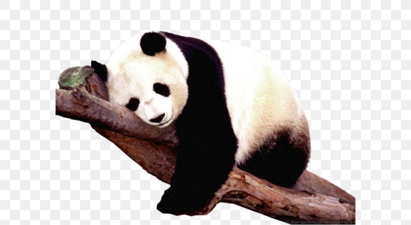 The Giant Panda Brown Bear Sichuan Giant Panda Sanctuaries, PNG, 600x450px, Giant Panda, Ailuropoda, Animal, Bear, Brown Bear Download Free