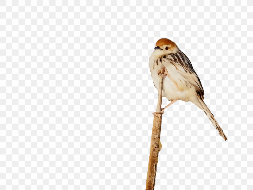Bird Beak Sparrow House Sparrow Emberizidae, PNG, 1920x1440px, Bird, American Tree Sparrow, Beak, Branch, Chipping Sparrow Download Free