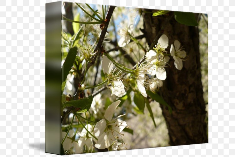 Cherry Blossom Spring ST.AU.150 MIN.V.UNC.NR AD, PNG, 650x547px, Cherry Blossom, Blossom, Branch, Cherry, Flora Download Free