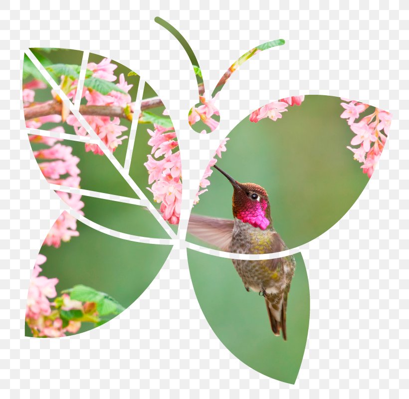 Butterfly Canada Insect Stewardship Hummingbird, PNG, 800x800px, Butterfly, Bird, Butterflies And Moths, Canada, Christmas Download Free